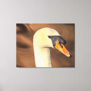 Kop Stomme Zwaan Portret Canvas Afdruk