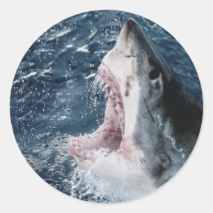 Kop van Grote Witte Haai Ronde Sticker