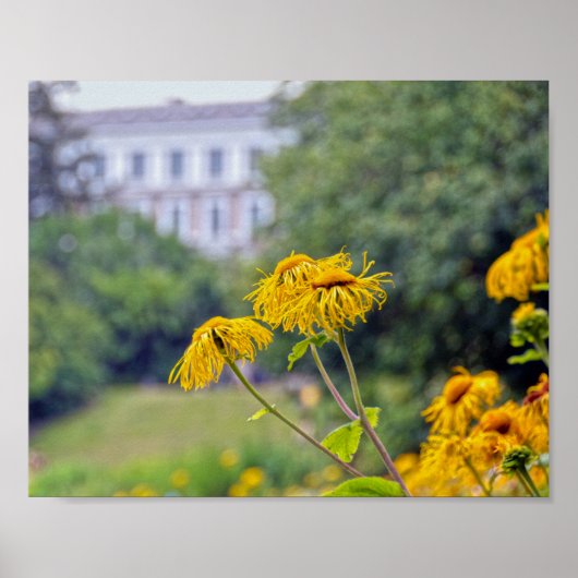 Kopenhagen, Denemarken, zonnebloemen Poster (Voorkant)