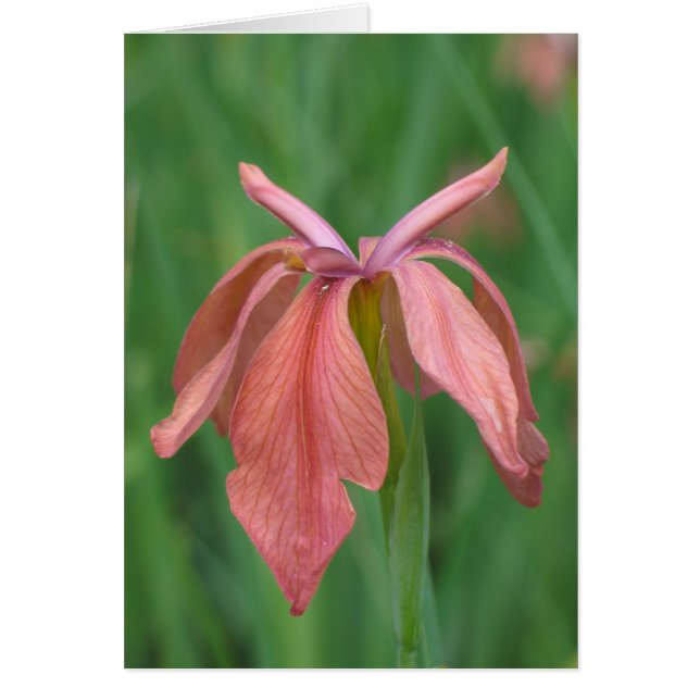 Koper Iris (Voorkant)
