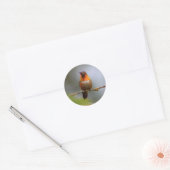 Koper Rufous Hummingbird Ronde Sticker (Envelop)