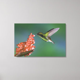 Koperkopsmaragd, Elvira cupreiceps, Canvas Afdruk