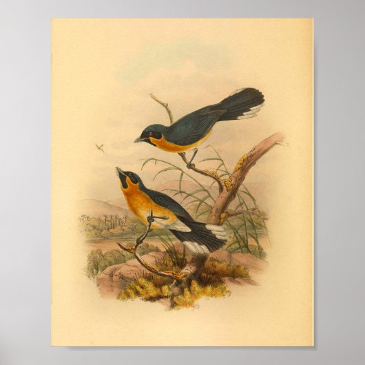 Kopers Flycatcher Bird Print (Voorkant)