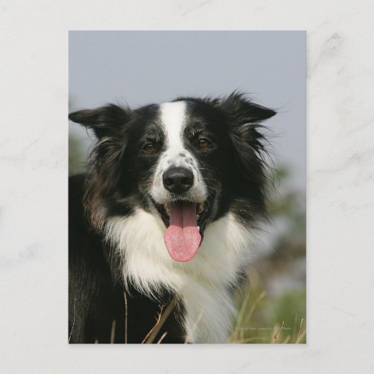 Kopje voor uiteinde uiteinde rand uitlijnen 1 briefkaart (Voorkant)