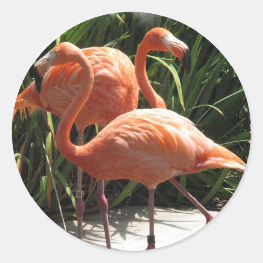 Koppel van Flamingos Stickers (Voorkant)