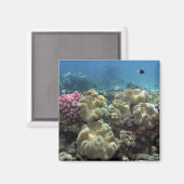 Koraal, Agincourt Reef, Great Barrier Reef Magneet (Voorkant / Achterkant)