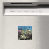 Koraal, Agincourt Reef, Great Barrier Reef Magneet (Insitu (Vaatwasser))