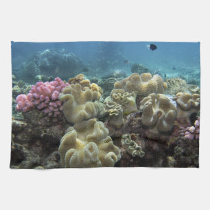 Koraal, Agincourt Reef, Great Barrier Reef, Theedoek