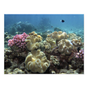 Koraal, Agincourt Reef, Groot Barrièrerif, Foto Afdruk