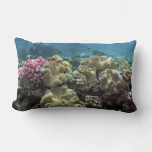 Koraal, Agincourt Reef, Groot Barrièrerif, Kussen