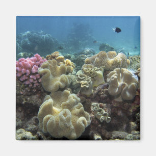 Koraal, Agincourt Reef, Groot Barrièrerif, Magneet