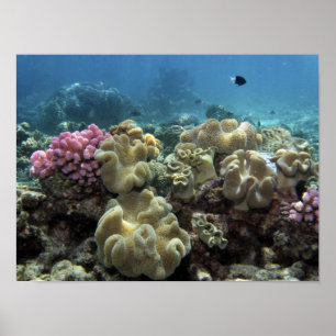 Koraal, Agincourt Reef, Groot Barrièrerif, Poster