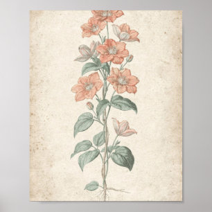 Koraal Clematis Wing Botanische Kunst Poster