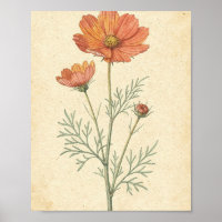 Koraal Cosmos Bloem en Knop Botanische Kunst