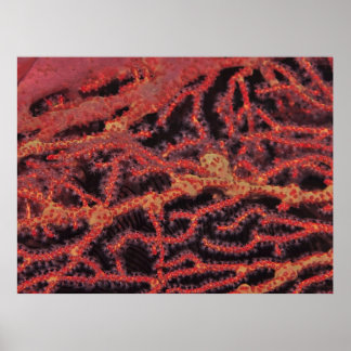 Koraal dicht poster