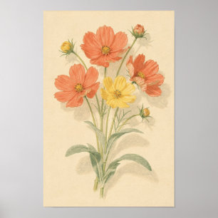 Koraal en Boter Gele Cosmos Bloemen Poster