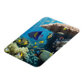 Koraal en vis in het Rode Zee, Egypte Magneet (Linkerzijde)