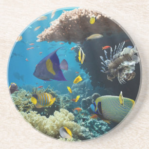 Koraal en vis in het Rode Zee, Egypte Zandsteen Onderzetter