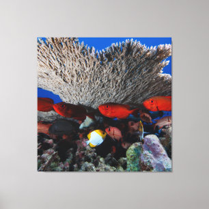 Koraal en vis muur decor canvas Print