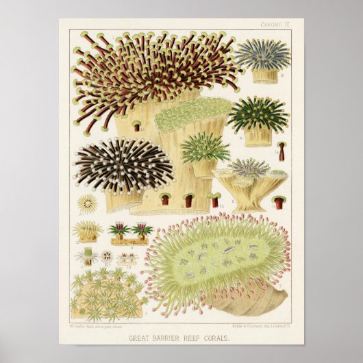  koraal - Great Barrier Reef Fishes 13 Poster (Voorkant)