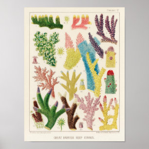  koraal - Great Barrier Reef Fishes 14 Poster