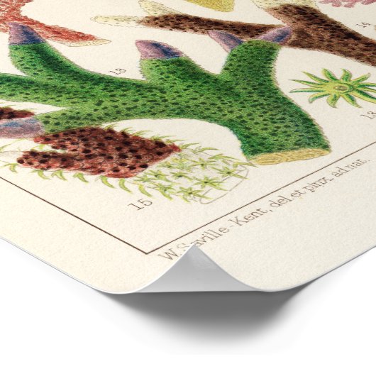 koraal - Great Barrier Reef Fishes 14 Poster (Hoek)