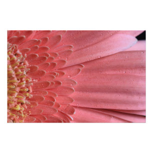 koraal roze Gerbera Daisy Foto Afdruk