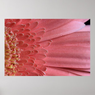  koraal roze Gerbera Daisy Poster