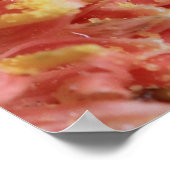 koraal roze Gerbera Daisy Poster (Hoek)