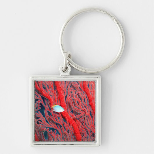 koraal sleutelhanger (Voorkant)