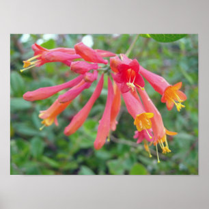 Koraal Trompet Honeysuckle Foto geschenken Poster