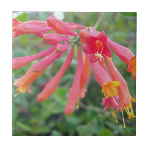Koraal Trompet Honeysuckle Foto Keramische Tegels Tegeltje
