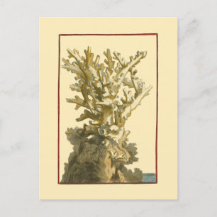 Koraal van het Zee Briefkaart