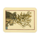 Koraal van het Zee Magneet (Horizontaal)