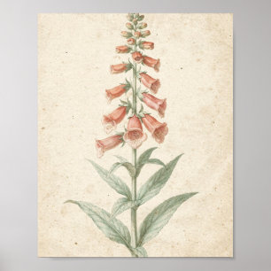 Koraal Vingerhoedskruid Botanische Bloemstudie Poster