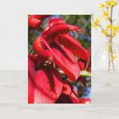 koraalboom van de kokspur kaart (Gele Bloem)