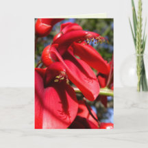 koraalboom van de kokspur