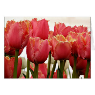 Koraalbuizen Foto   Florence-Wenskaart