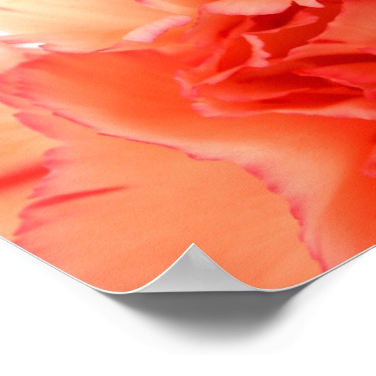 Koraalnenbloem Poster (Hoek)