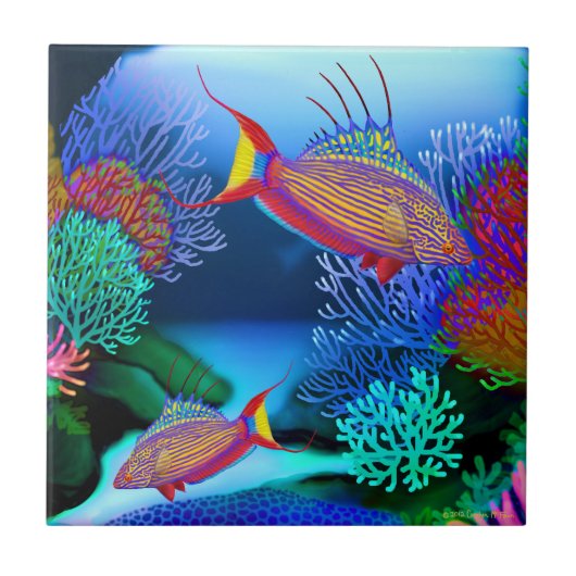 Koraalrif Flasher Wrasse Fish Tile Tegeltje (Voorkant)