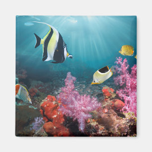 Koraalrif   Moorish Idol Magneet