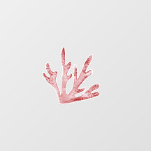 Koraalrif onder het Zee thema muurstickers