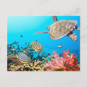 Koraalrif Turtle Naturescape Briefkaart