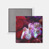 koraalrifmagneet magneet (Voorkant / Achterkant)