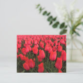 Koraalroze tulpen briefkaart (Staand voorkant)