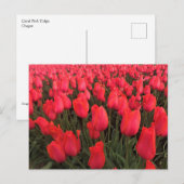 Koraalroze tulpen briefkaart (Voorkant / Achterkant)