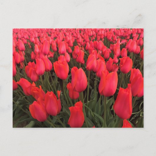 Koraalroze tulpen briefkaart (Voorkant)
