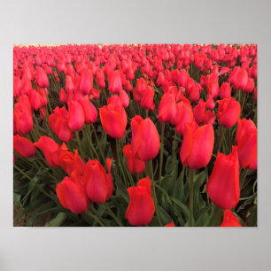 Koraalroze tulpen poster