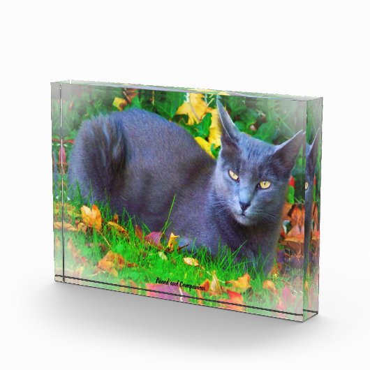 Korat Cat Fotoblokken (Rechts)