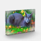 Korat Kat Fotoblokken (Links)